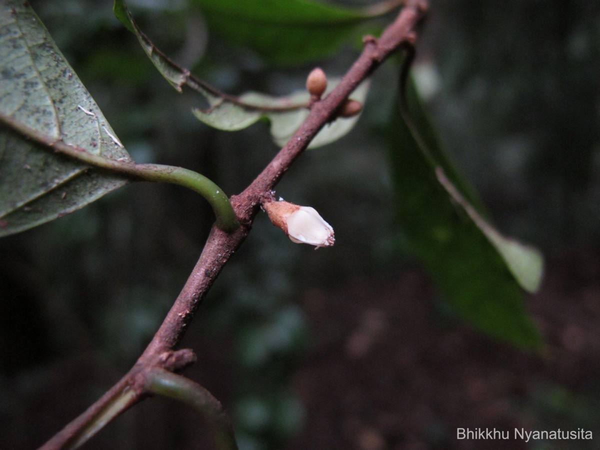 Isonandra lanceolata Wight